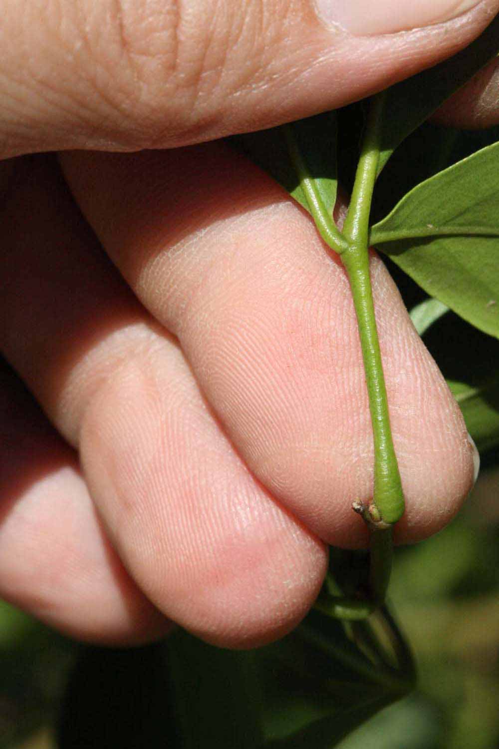              Petiole (Riverside, CA)       